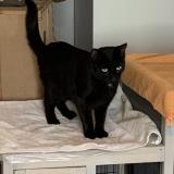 Foto del gato perdido en Saint Pere