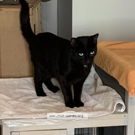 Foto 1/1 Topaze Chat perdido en Saint pere