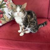 Foto del gato perdido en Saint Arnoult En Yvelines