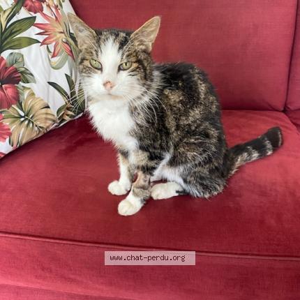 Foto 1/1 James Fanon Chat perdido en Saint arnoult en yvelines