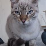 Foto de gato encontrado en Beziers