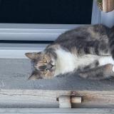 Foto del gato perdido en Longvic