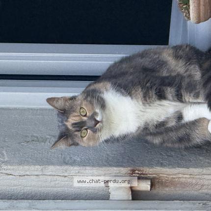 Foto 1/1 Tartine Chat perdido en Longvic