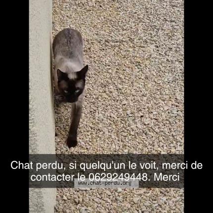 Foto 1/1 Shakur Chat perdido en Saint andre d apchon