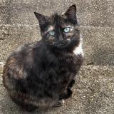 Foto del gato perdido en Jabrun