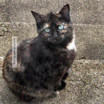 Foto 1/4 Minoune Chat perdido en Jabrun