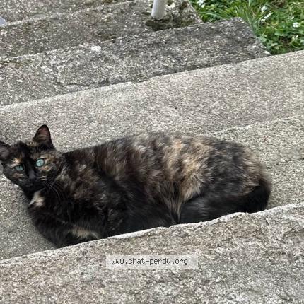 Foto 2/4 Minoune Chat perdido en Jabrun