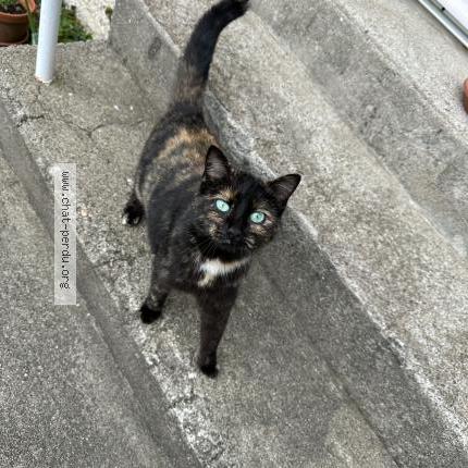 Foto 4/4 Minoune Chat perdido en Jabrun