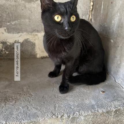 Foto 1/1 Gato encontrado Encontrado en Houilles