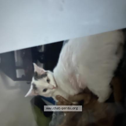 Foto 1/1 Pépette Chat perdido en Castelnau de medoc