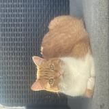 Foto del gato perdido en Ferrieres