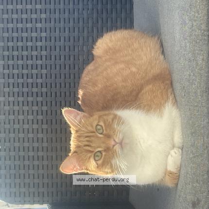 Foto 1/1 Timo Chat perdido en Ferrieres