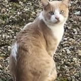 Foto de gato encontrado en Argenteuil
