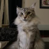 Foto del gato perdido en Cremieu