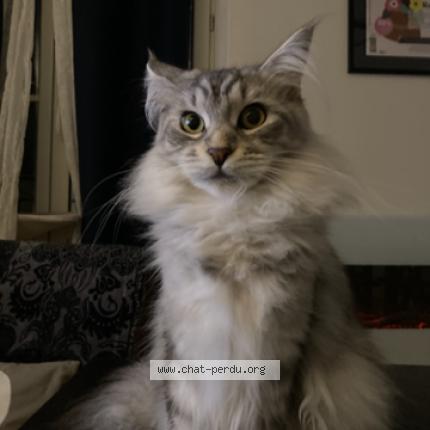 Foto 1/1 uzy Chat perdido en Cremieu