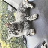 Foto del gato perdido en Moissac