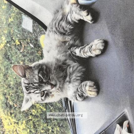 Foto 1/1 Wifi Chat perdido en Moissac