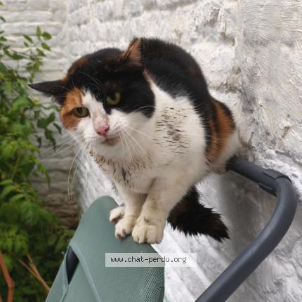 Foto 1/2 Gato encontrado Encontrado en Lille