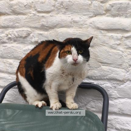 Foto 2/2 Gato encontrado Encontrado en Lille