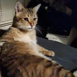 Foto del gato perdido en Besancon