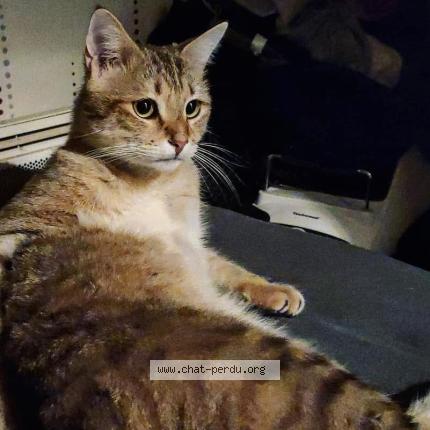 Foto 1/1 Athena Chat perdido en Besancon