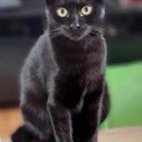 Foto del gato perdido en Mouvaux