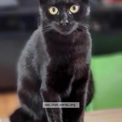 Foto 1/1 Cooky Chat perdido en Mouvaux