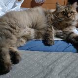 Foto del gato perdido en Singapore