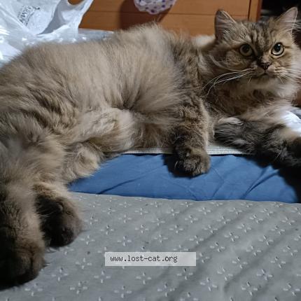 Foto 1/1 Donut Chat perdido en Singapore