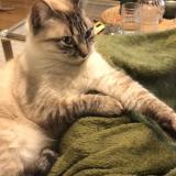 Foto del gato perdido en Merignac