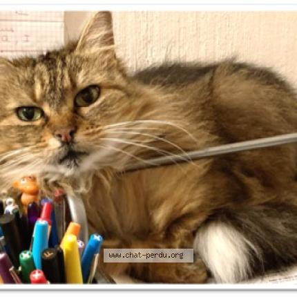 Foto 1/1 Choupette Chat perdido en Luynes