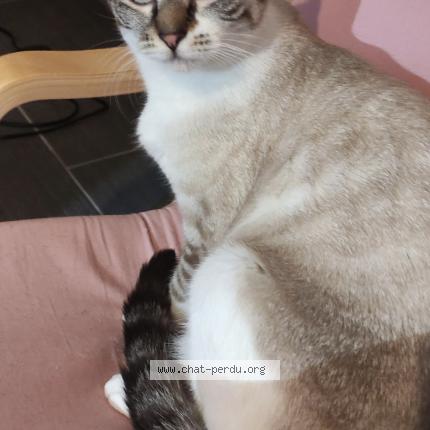 Foto 1/1 Chouquette Chat perdido en Batilly