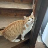 Foto del gato perdido en Dijon