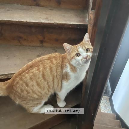 Foto 1/1 Caramel Chat perdido en Dijon