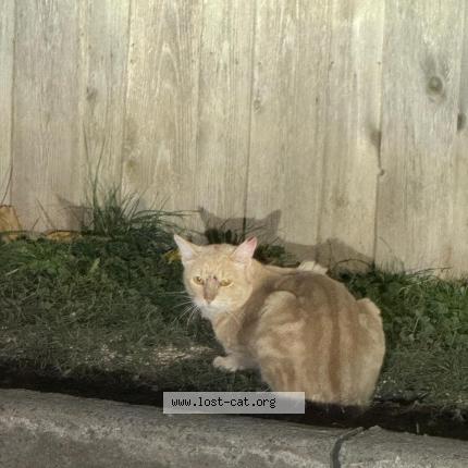 Foto 1/1 Gato encontrado Encontrado en Toronto