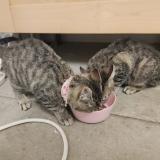 Foto del gato perdido en Castelnaudary