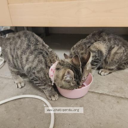 Foto 1/1 BALLE Chat perdido en Castelnaudary