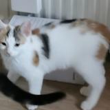 Foto del gato perdido en Ballancourt Sur Essonne