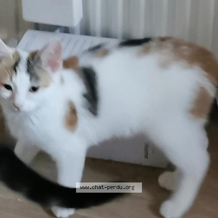 Foto 1/1 Sakura Chat perdido en Ballancourt sur essonne