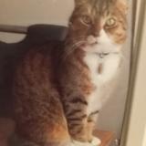 Foto del gato perdido en Chateauneuf Sur Charente