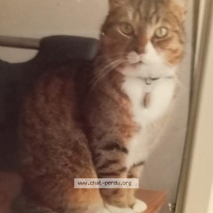 Foto 1/1 Simba Chat perdido en Chateauneuf sur charente