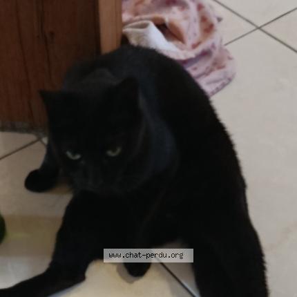 Foto 1/1 Bandit Chat perdido en Compiegne