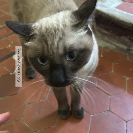 Foto 1/1 MAGNUS Chat perdido en Aix en provence