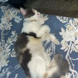 Foto del gato perdido en Lahore