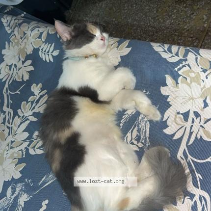 Foto 1/1 Kyra Chat perdido en Lahore