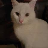 Foto del gato perdido en Irvillac