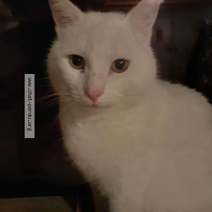 Foto 1/1 DENIS SEVELLEC Chat perdido en Irvillac