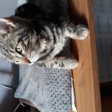 Foto del gato perdido en La Londe Les Maures