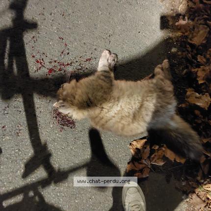 Foto 1/1 Gato encontrado Encontrado en Antony