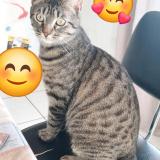 Foto del gato perdido en Boisset